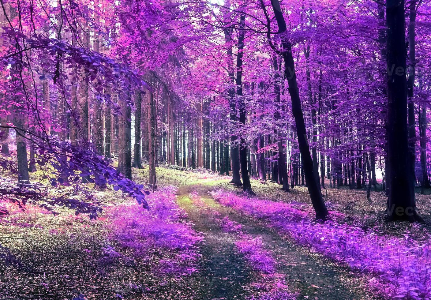 Beautiful pink and purple infrared panorama view into a forest landscape. photo