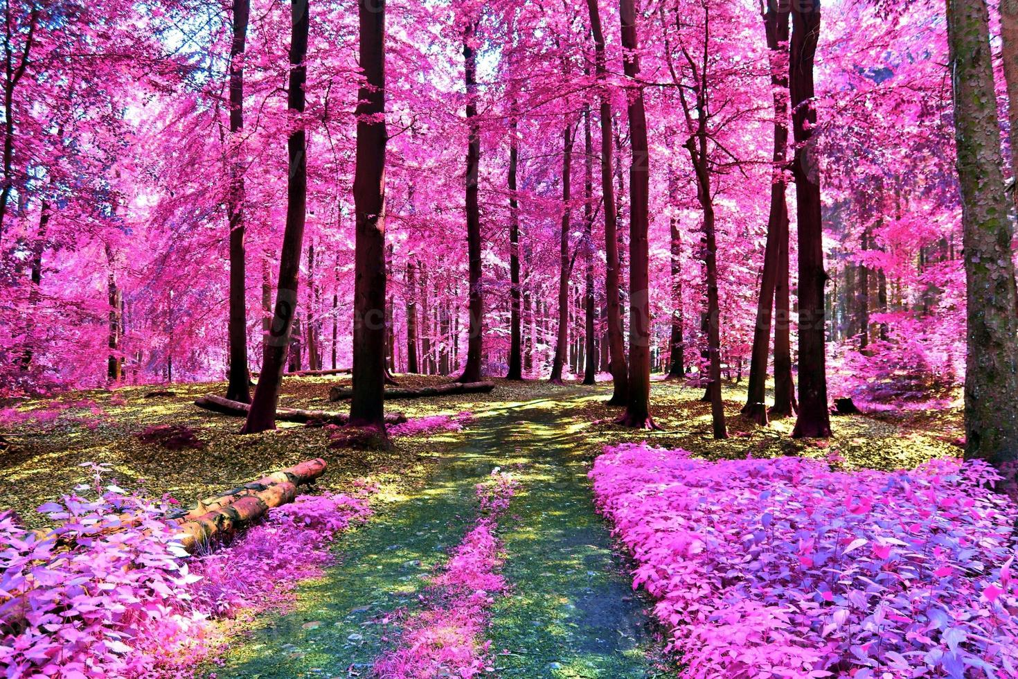 Beautiful pink and purple infrared panorama of a countryside landscape with a blue sky photo