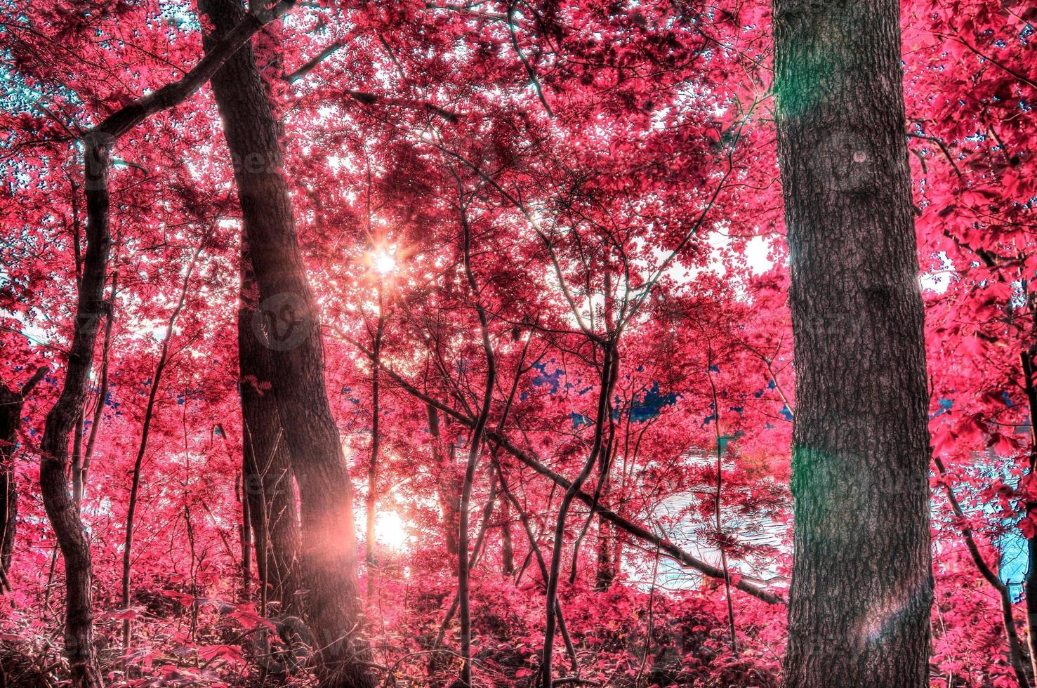 Beautiful pink and purple infrared panorama of a countryside landscape with a blue sky photo