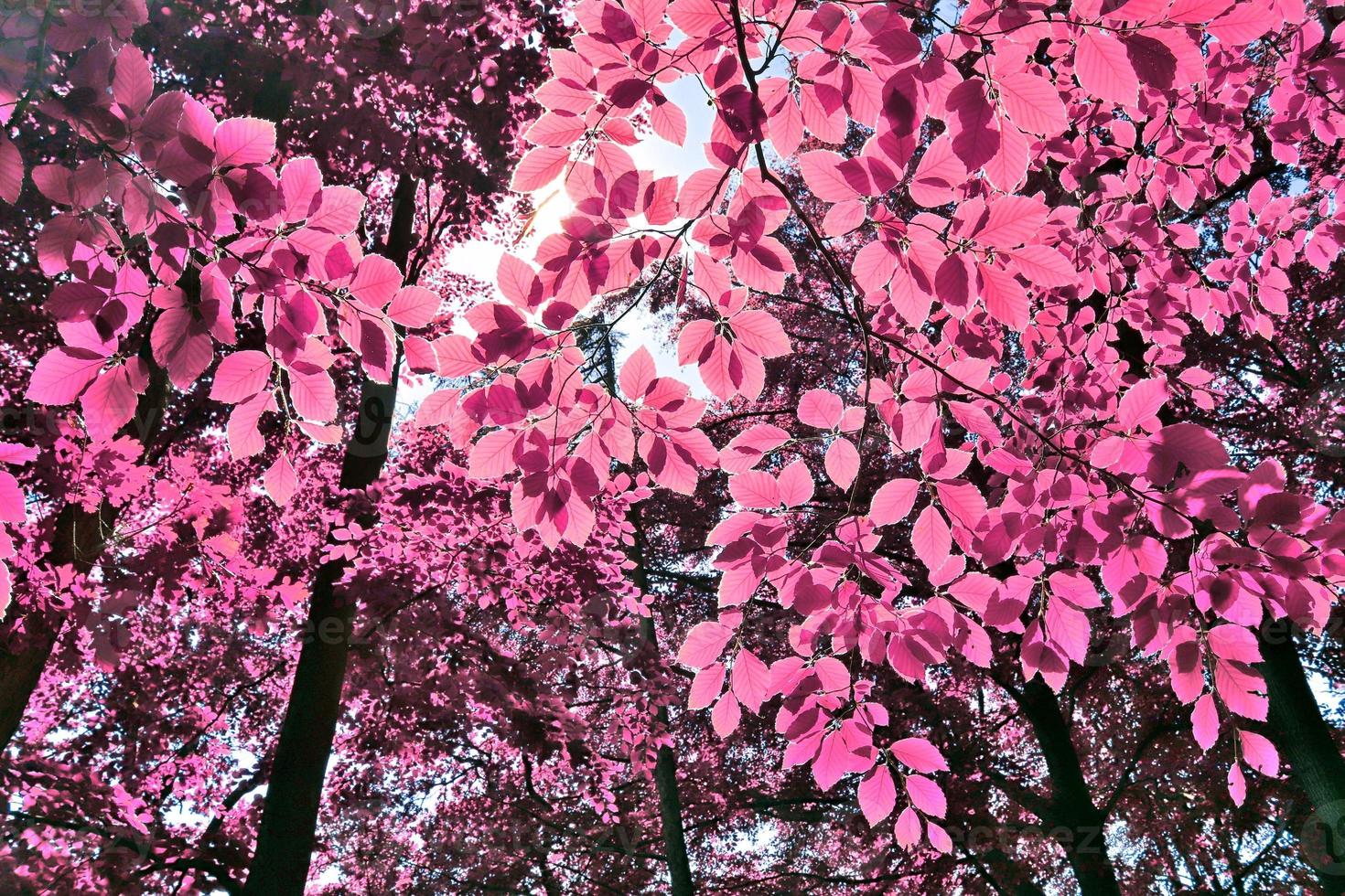 Beautiful pink and purple infrared panorama of a countryside landscape with a blue sky photo