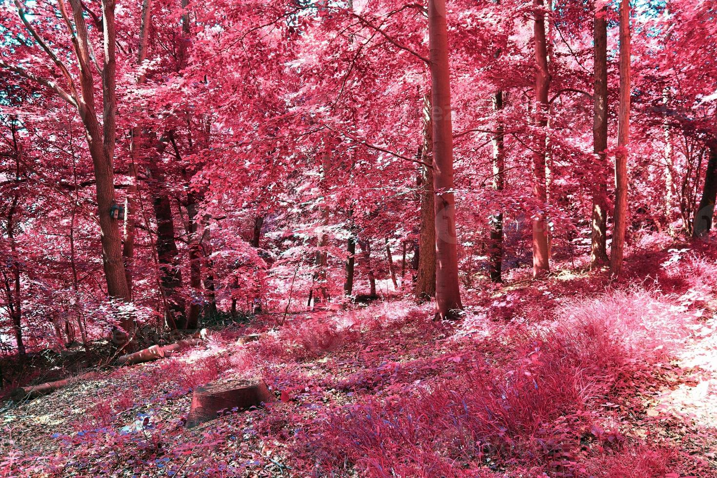 Beautiful pink and purple infrared panorama of a countryside landscape with a blue sky photo