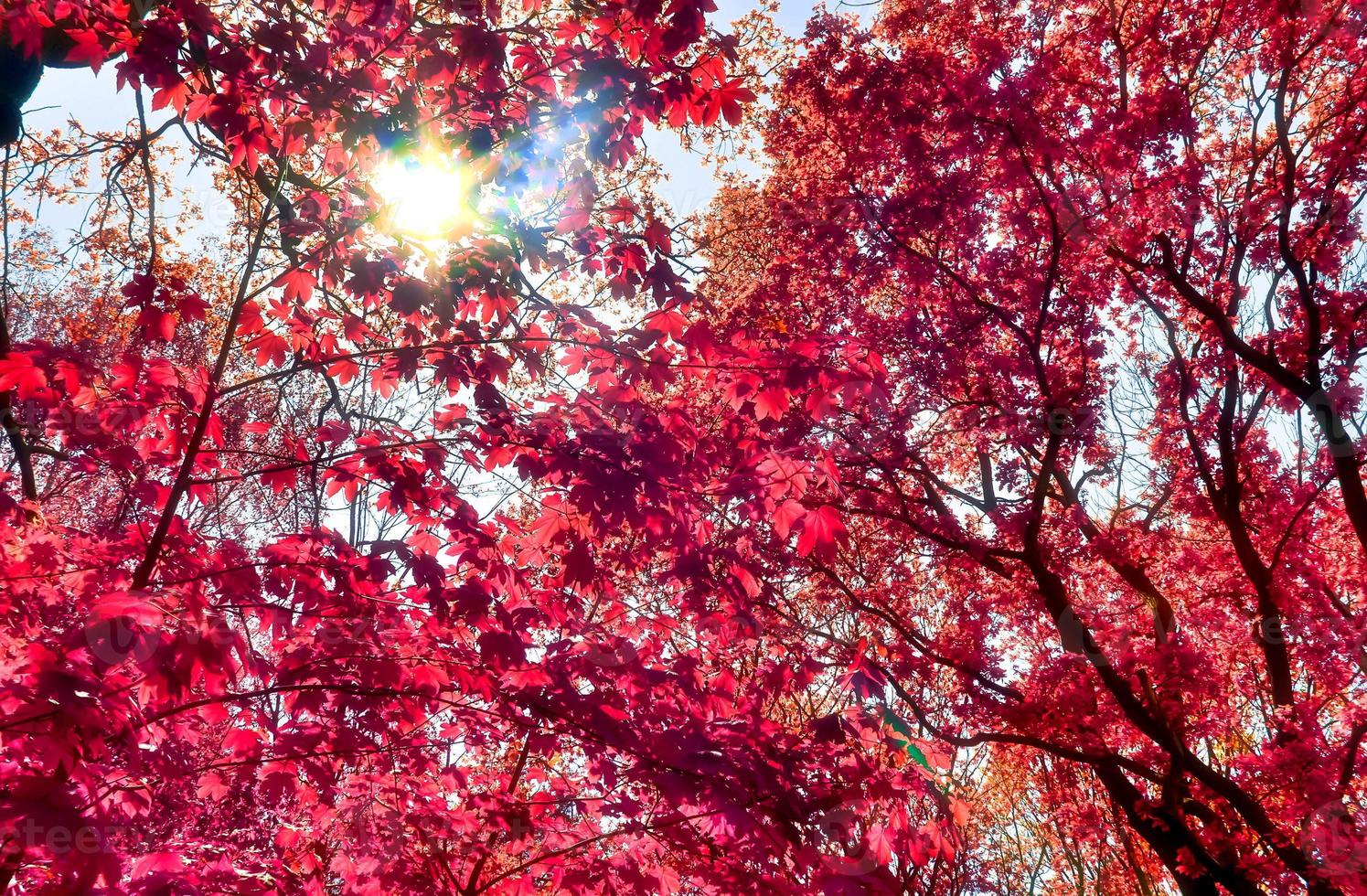 Beautiful pink and purple infrared panorama of a countryside landscape with a blue sky photo