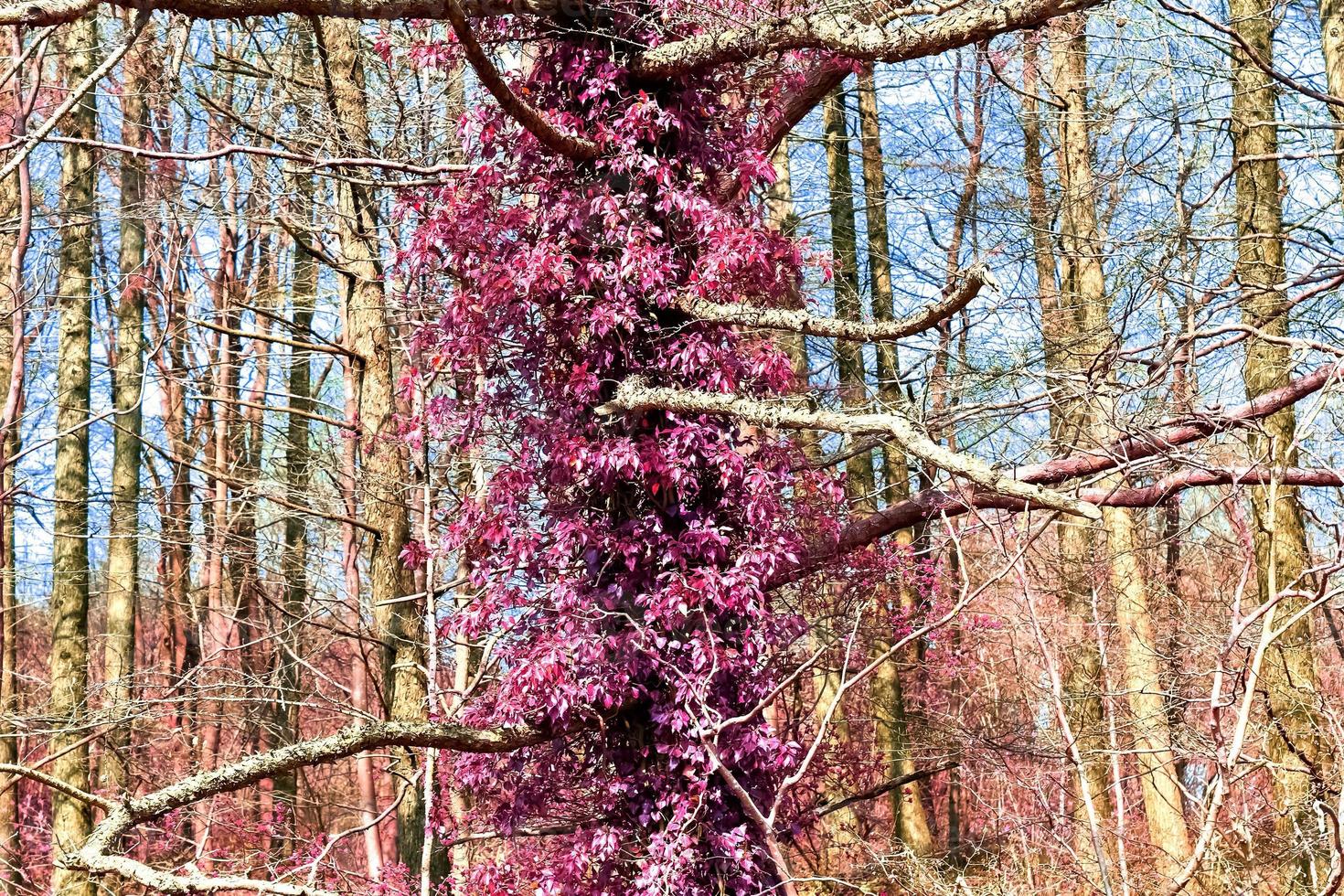 Beautiful pink and purple infrared panorama of a countryside landscape with a blue sky photo