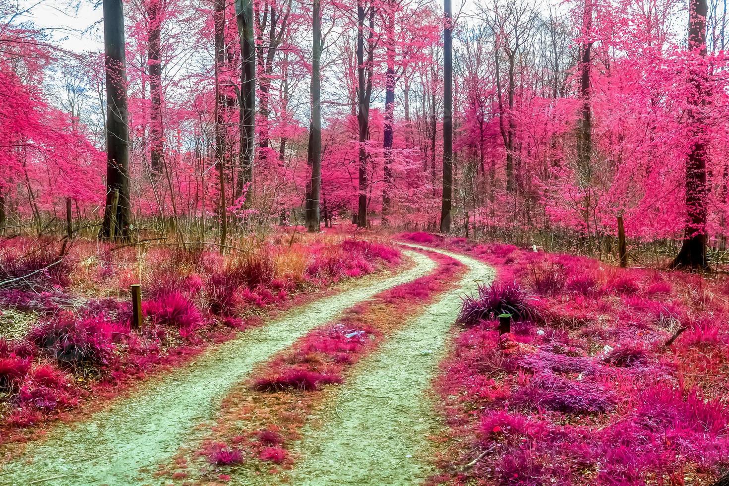 Beautiful pink and purple infrared panorama of a countryside landscape with a blue sky photo