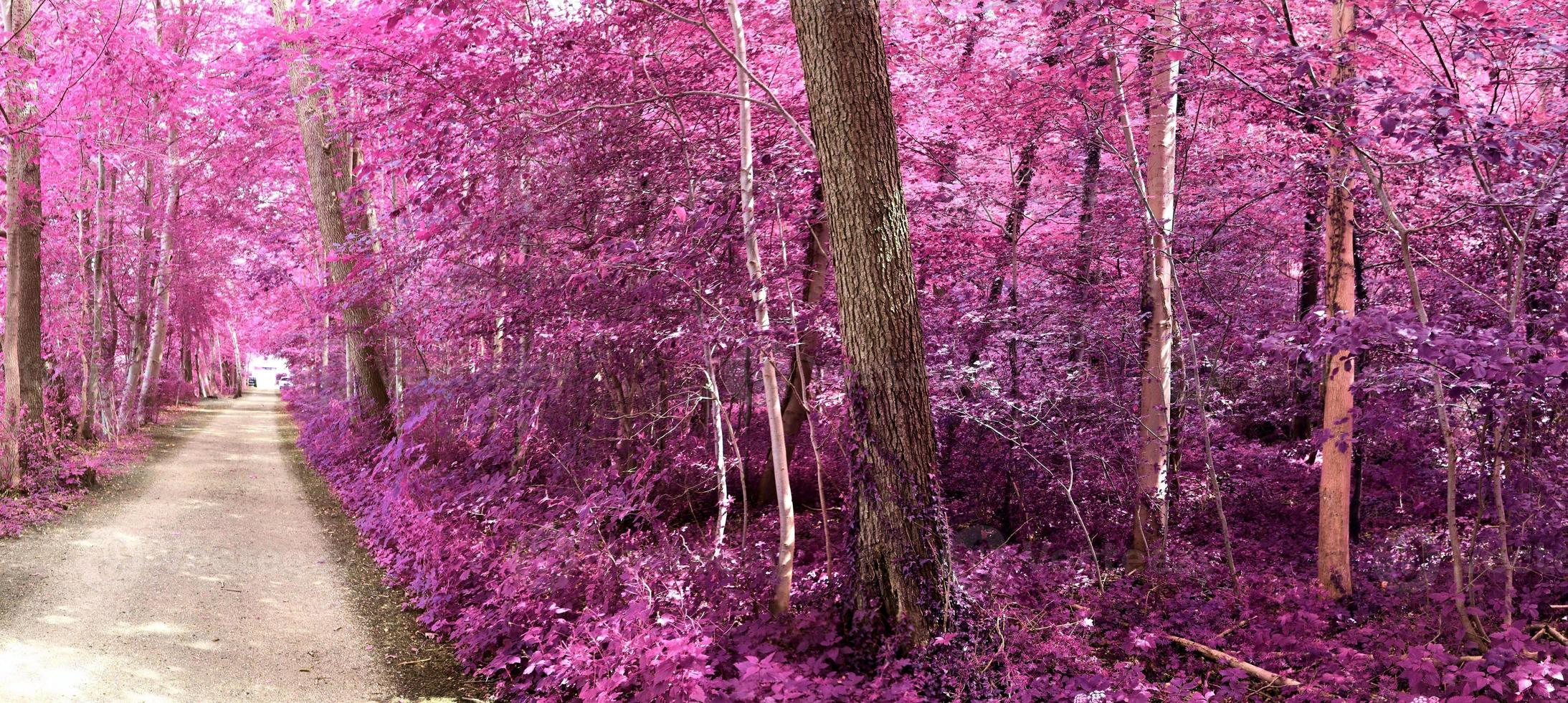 Beautiful pink and purple infrared panorama of a countryside landscape with a blue sky photo