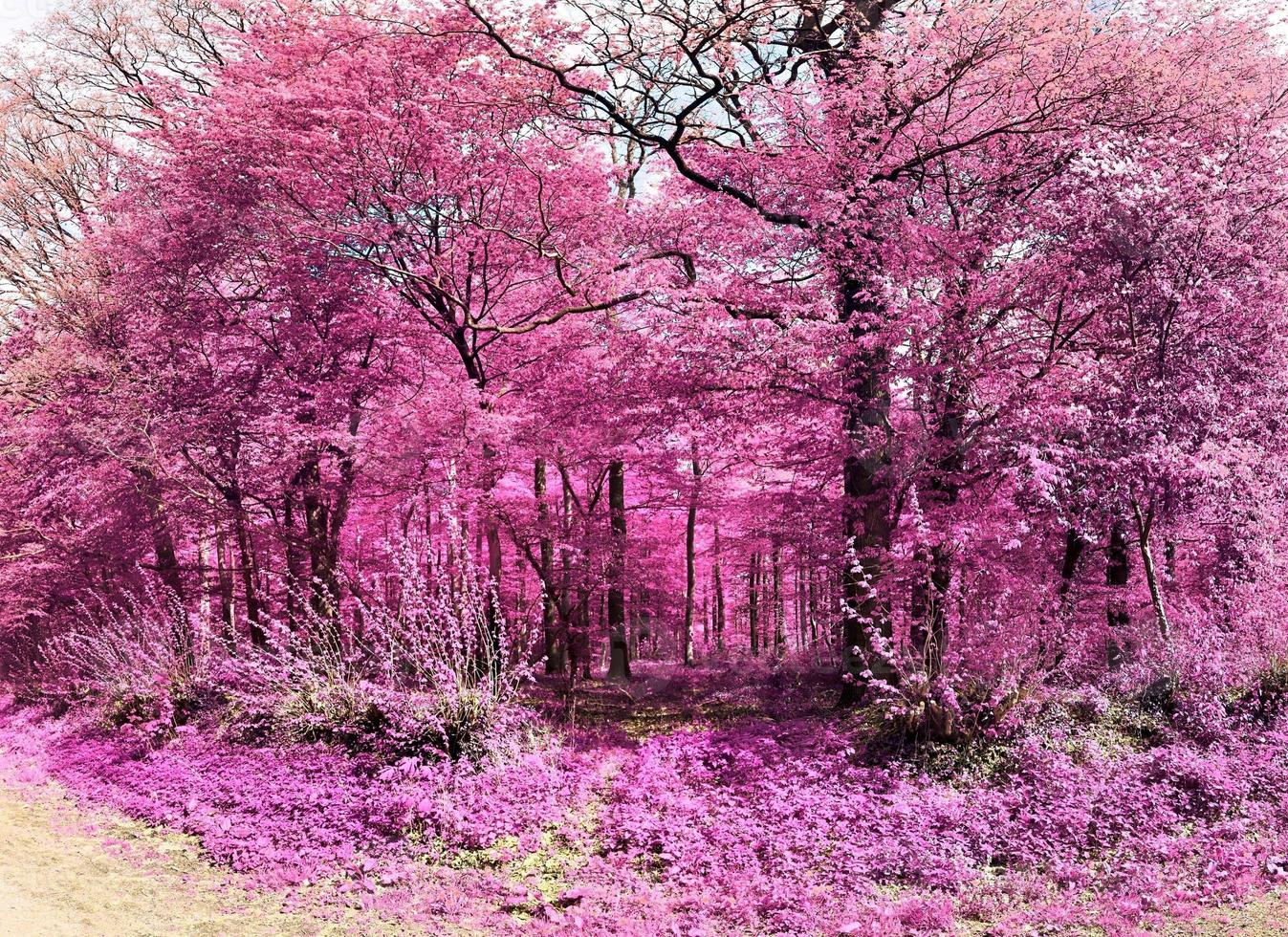 Beautiful pink and purple infrared panorama of a countryside landscape with a blue sky photo