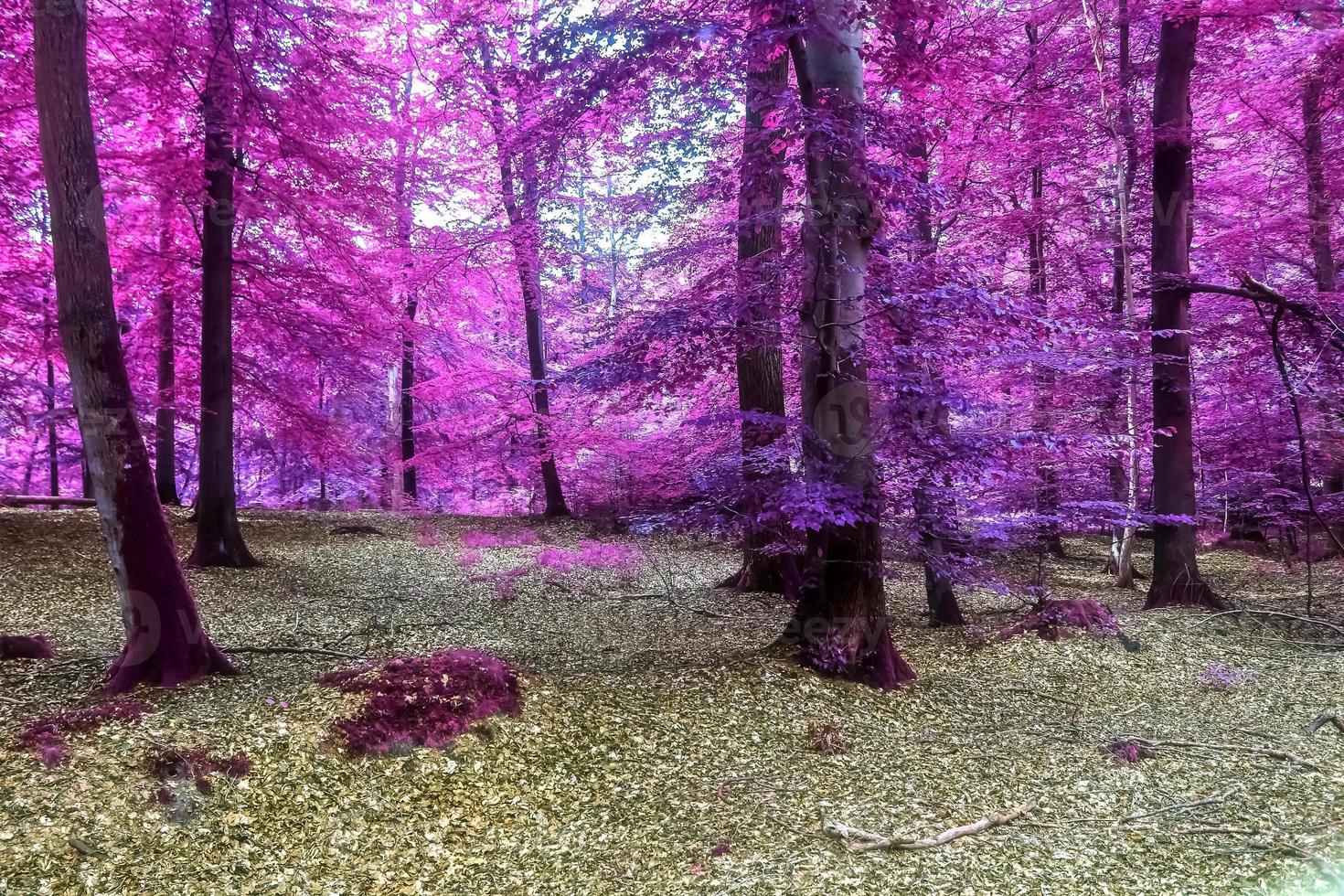 Beautiful pink and purple infrared panorama view into a forest landscape. photo