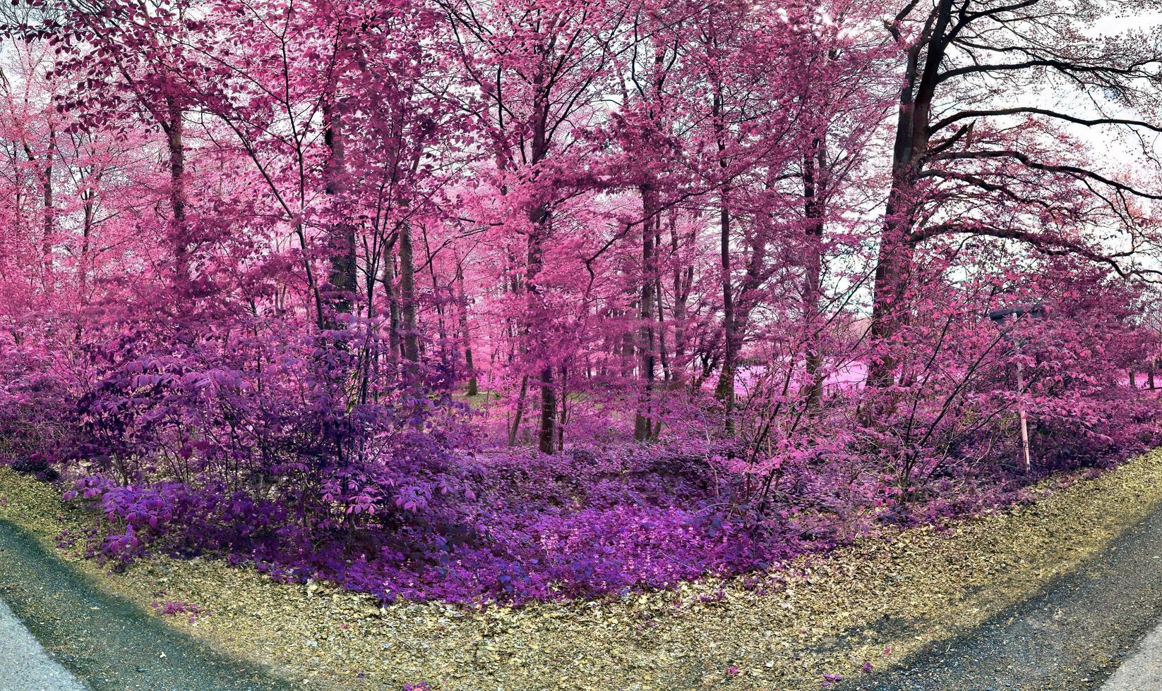 Beautiful pink and purple infrared panorama of a countryside landscape with a blue sky photo