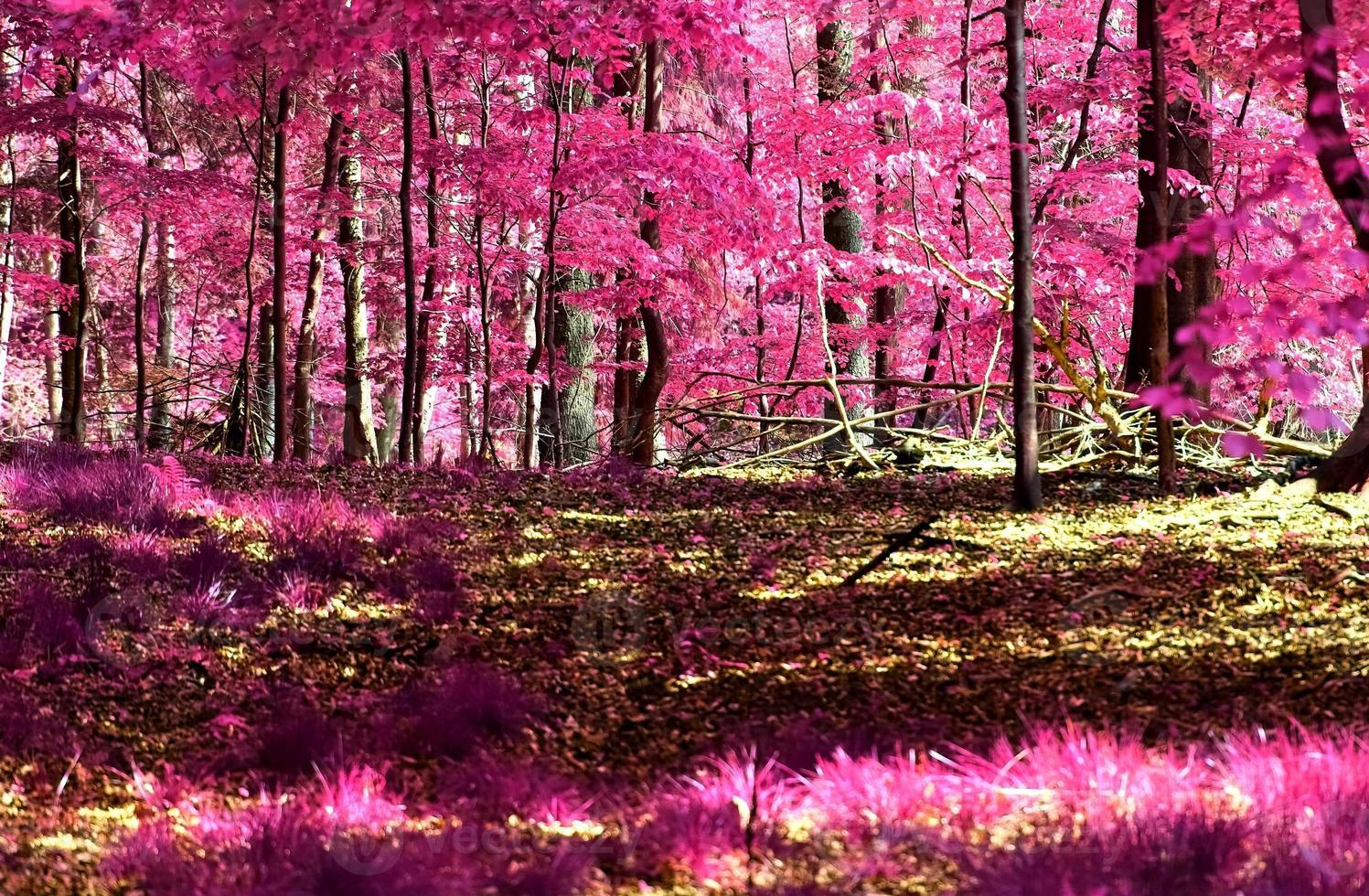 Beautiful pink and purple infrared panorama of a countryside landscape with a blue sky photo