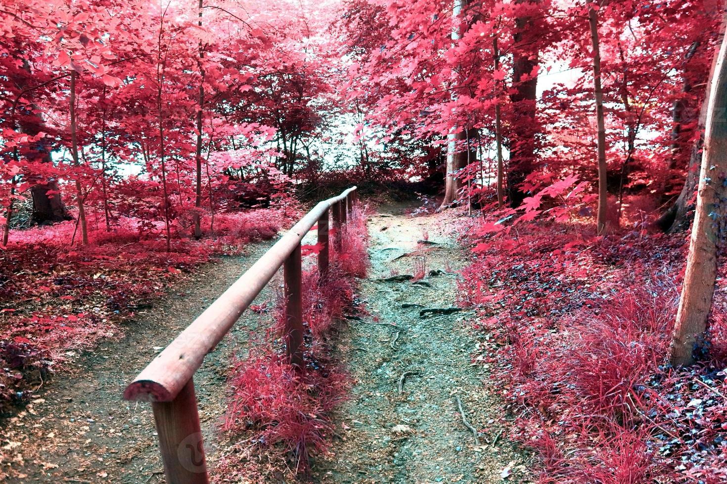 Beautiful pink and purple infrared panorama of a countryside landscape with a blue sky photo