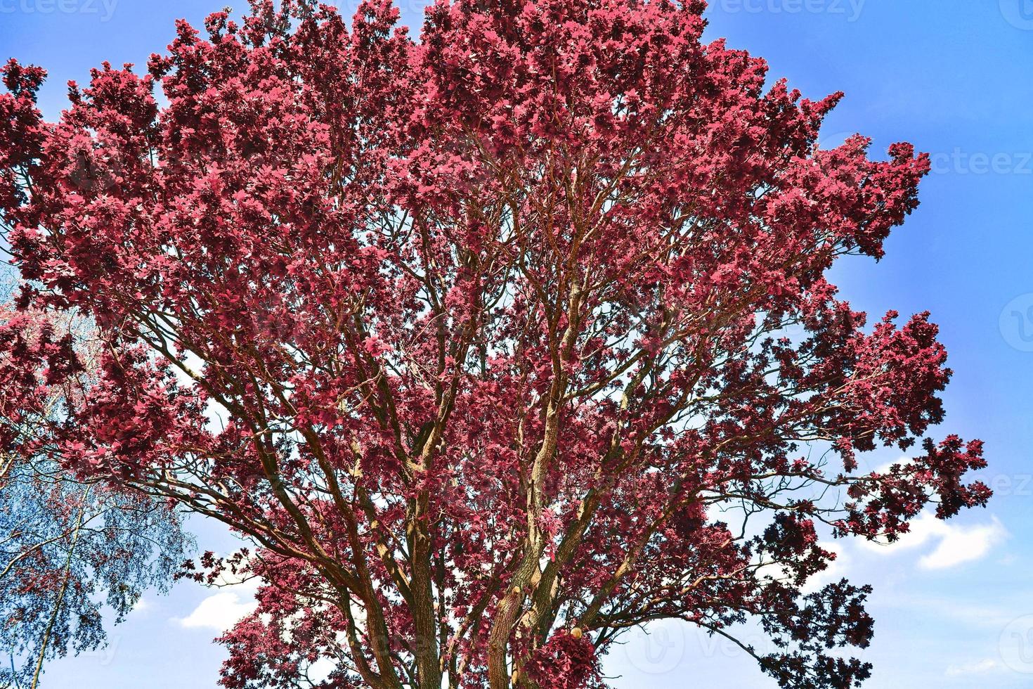 Beautiful pink and purple infrared panorama of a countryside landscape with a blue sky photo