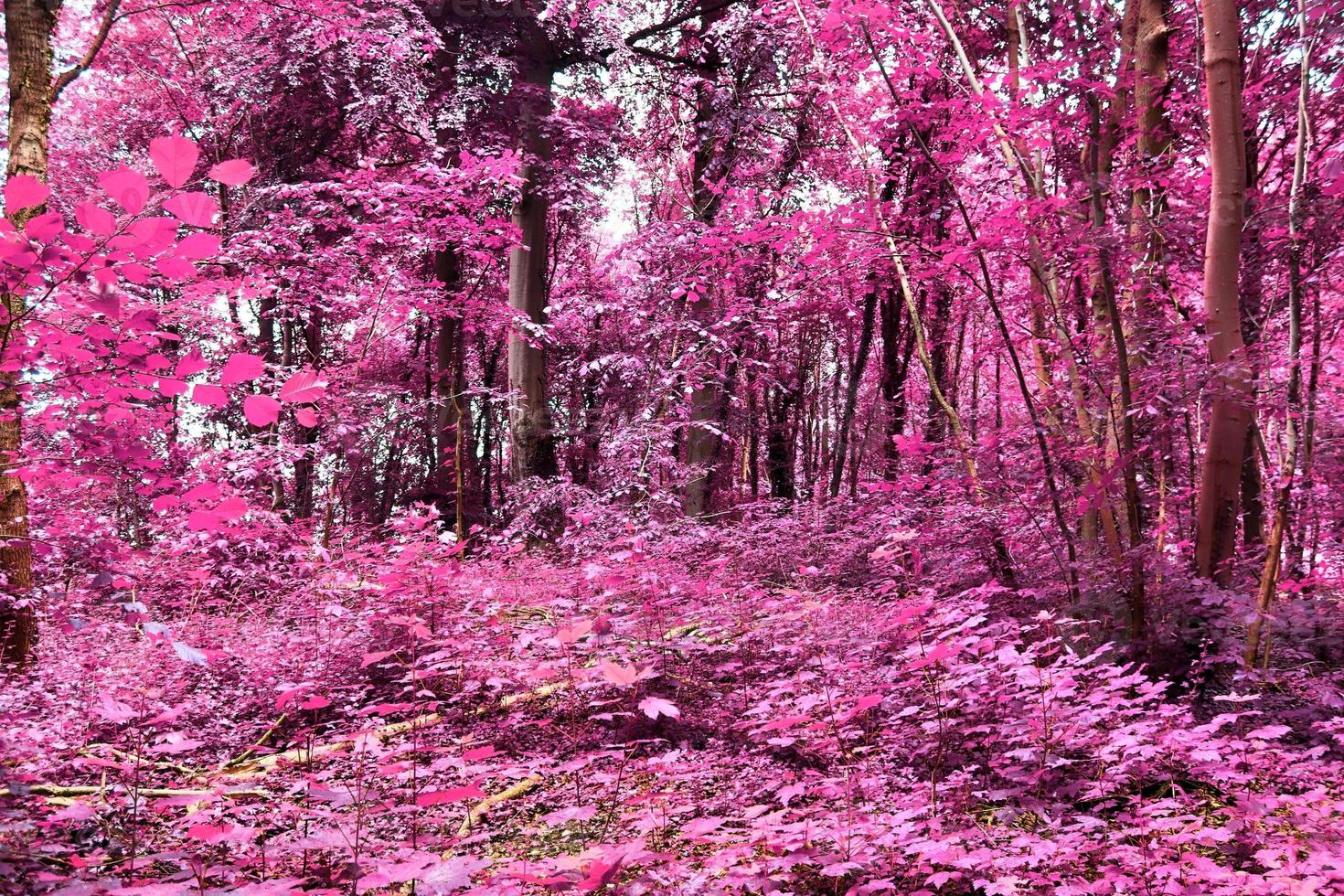 Beautiful pink and purple infrared panorama of a countryside landscape with a blue sky photo