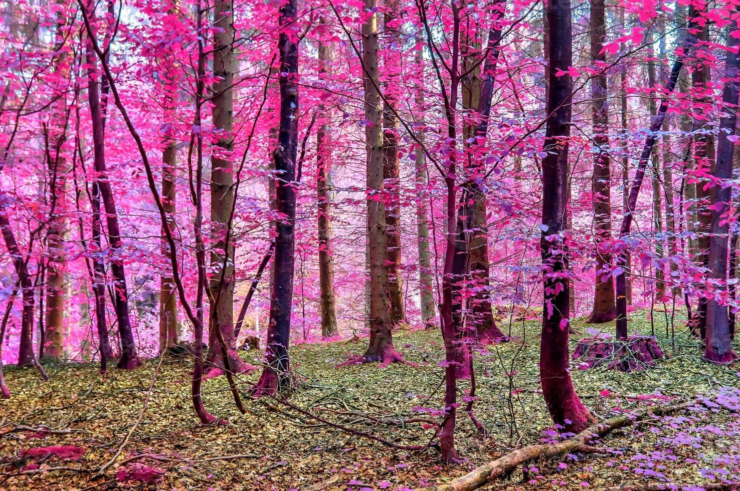 Beautiful pink and purple infrared panorama of a countryside landscape with a blue sky photo