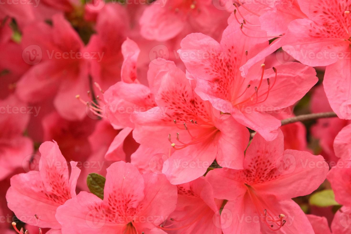 hermoso arbusto de azalea rosa floreciente en la primavera 12568656 Foto de  stock en Vecteezy
