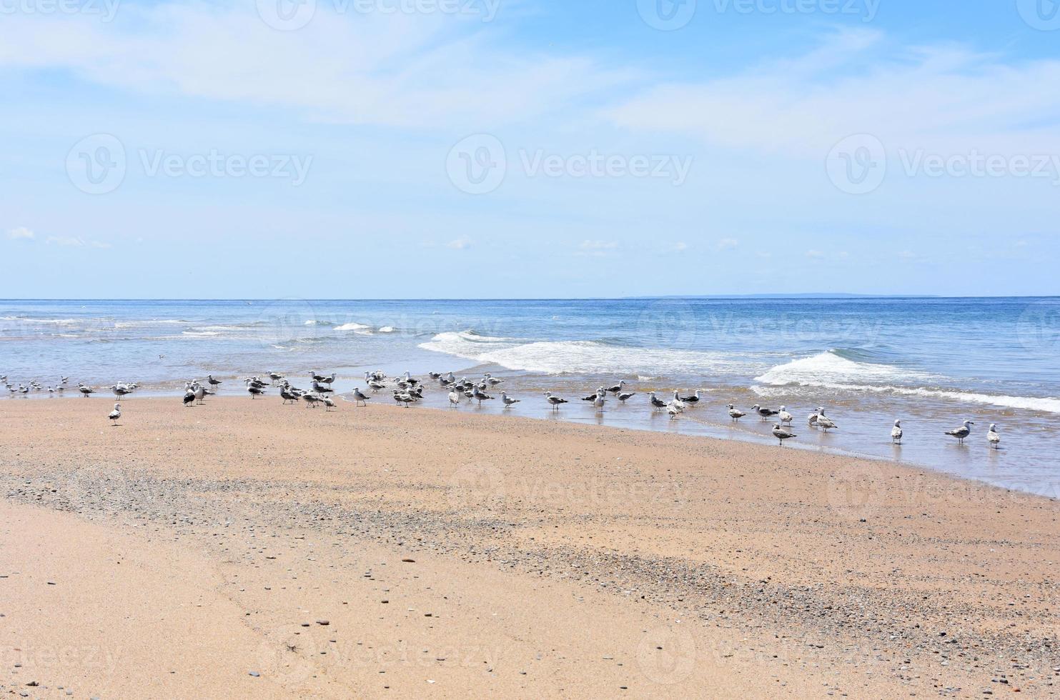 Plovers Along the Edge of the Ocean Waters on the Cape photo