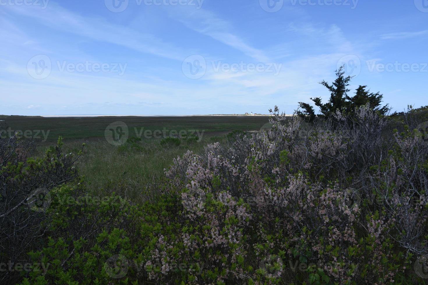 Scenic View of Tidal Flats and Coastal Brush photo