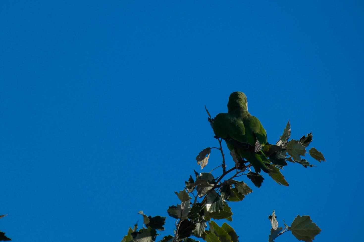 invasive birds in the vicinity of the city of Barcelona photo