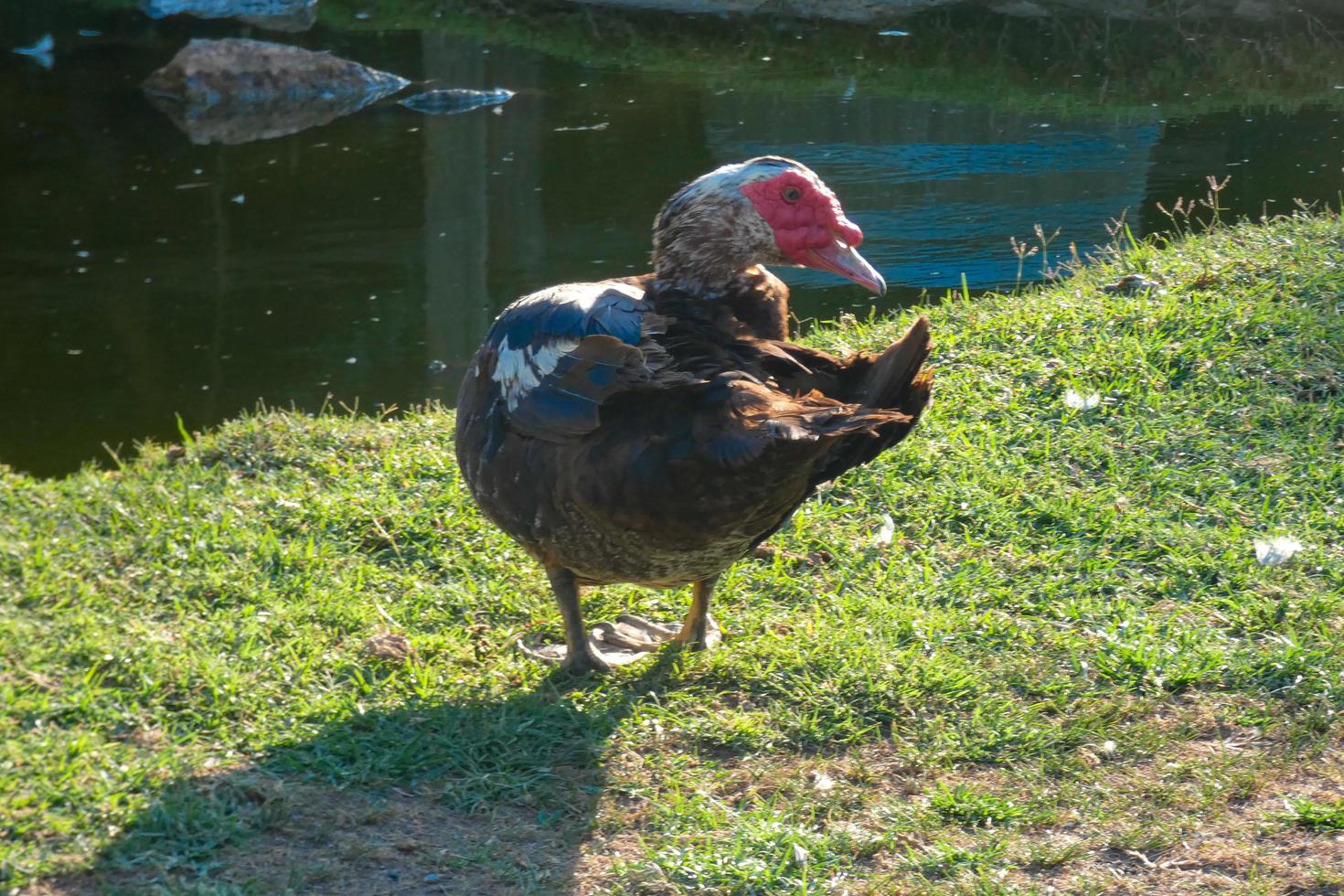 domestic animals on a farm during the summer season photo