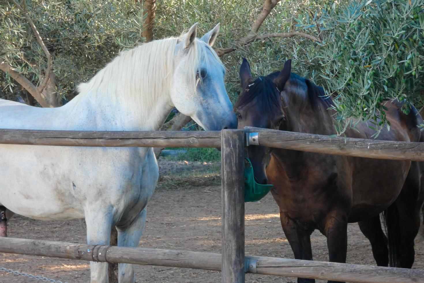 animales domésticos en una granja durante la temporada de verano foto