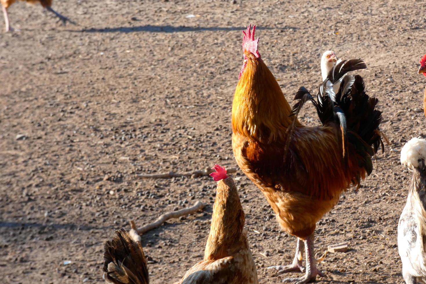 Free-range roosters and hens on a farm photo