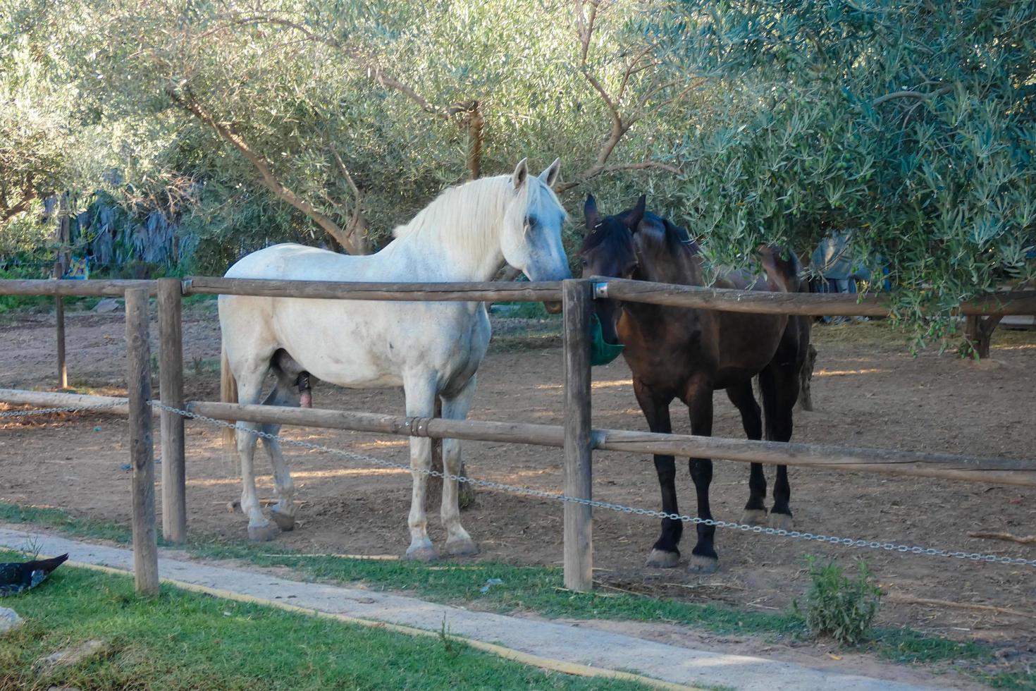 animales domésticos en una granja durante la temporada de verano foto