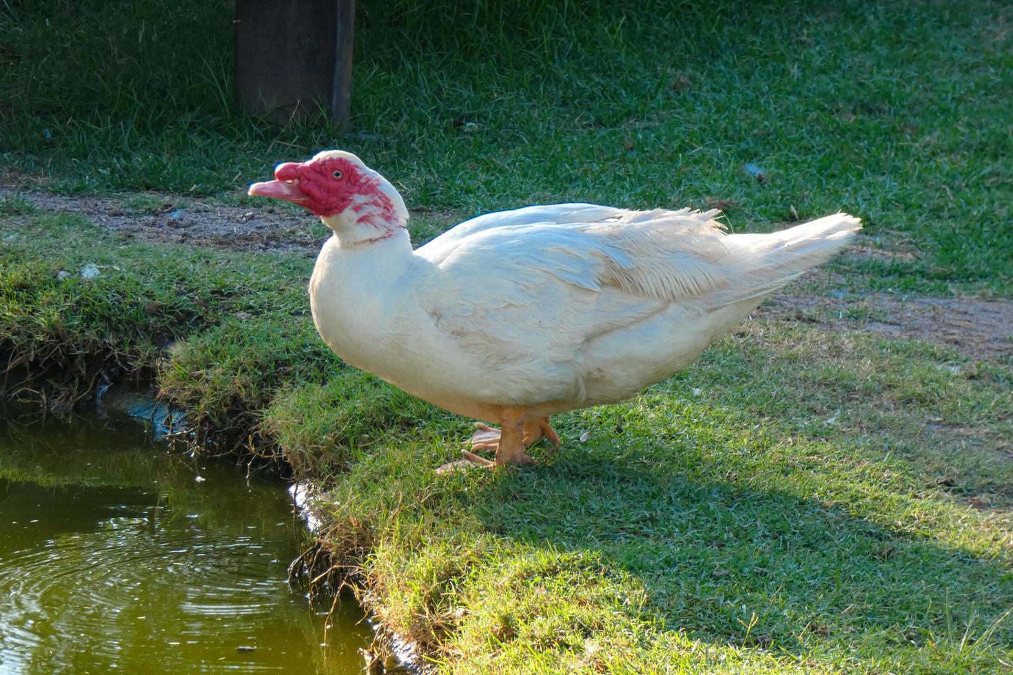 domestic animals on a farm during the summer season photo