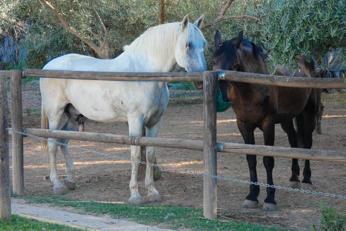 domestic animals on a farm during the summer season photo