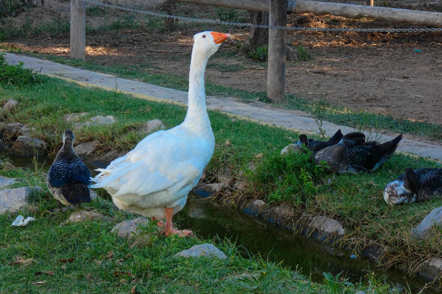 domestic animals on a farm during the summer season photo