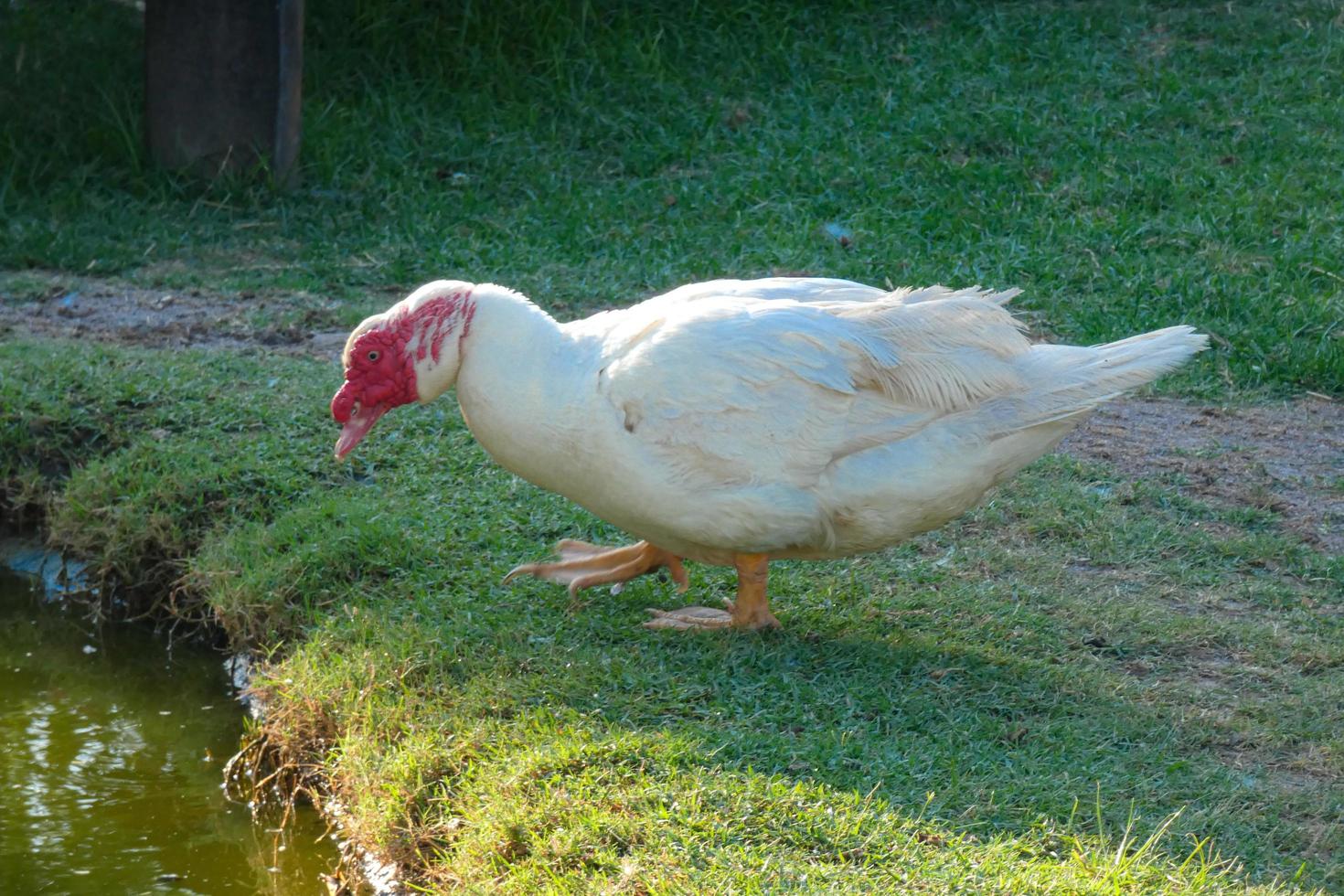 domestic animals on a farm during the summer season photo