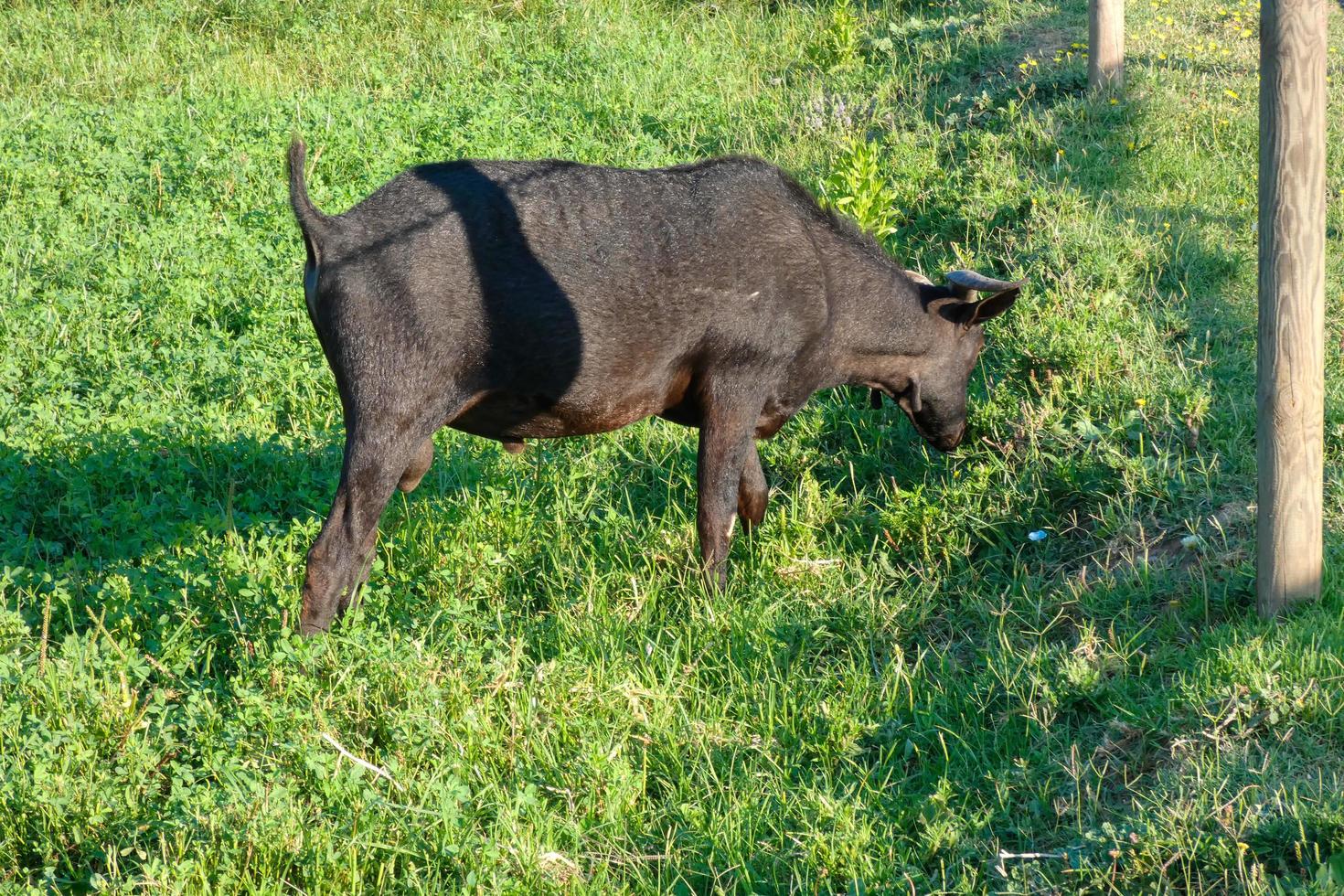 animales domésticos en una granja durante la temporada de verano foto