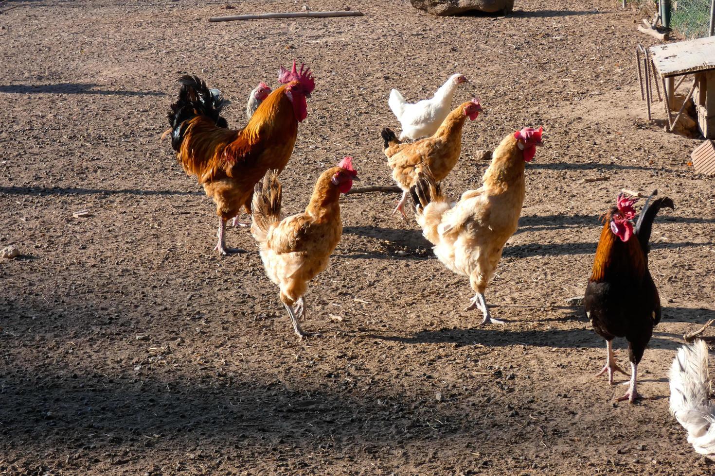 Free-range roosters and hens on a farm photo