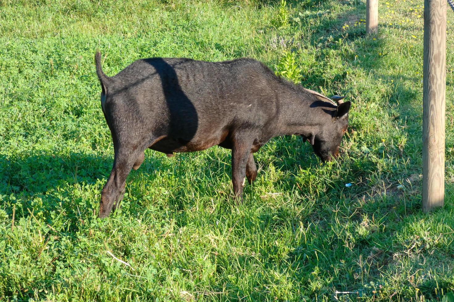 domestic animals on a farm during the summer season photo