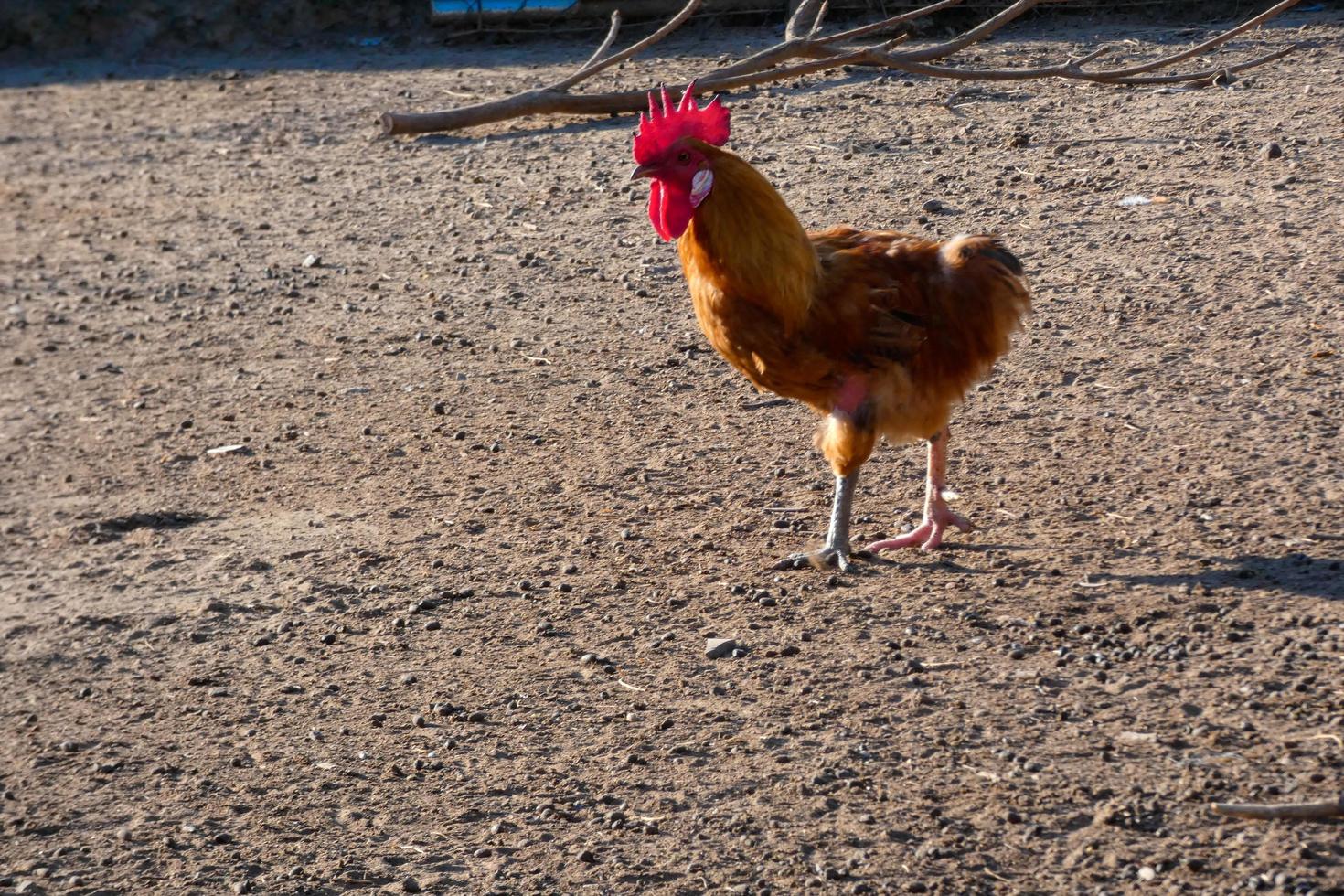 gallos y gallinas de corral en una granja foto