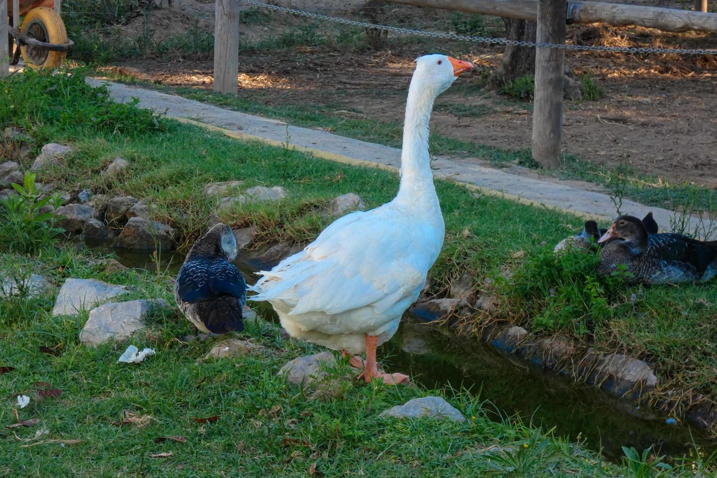 domestic animals on a farm during the summer season photo