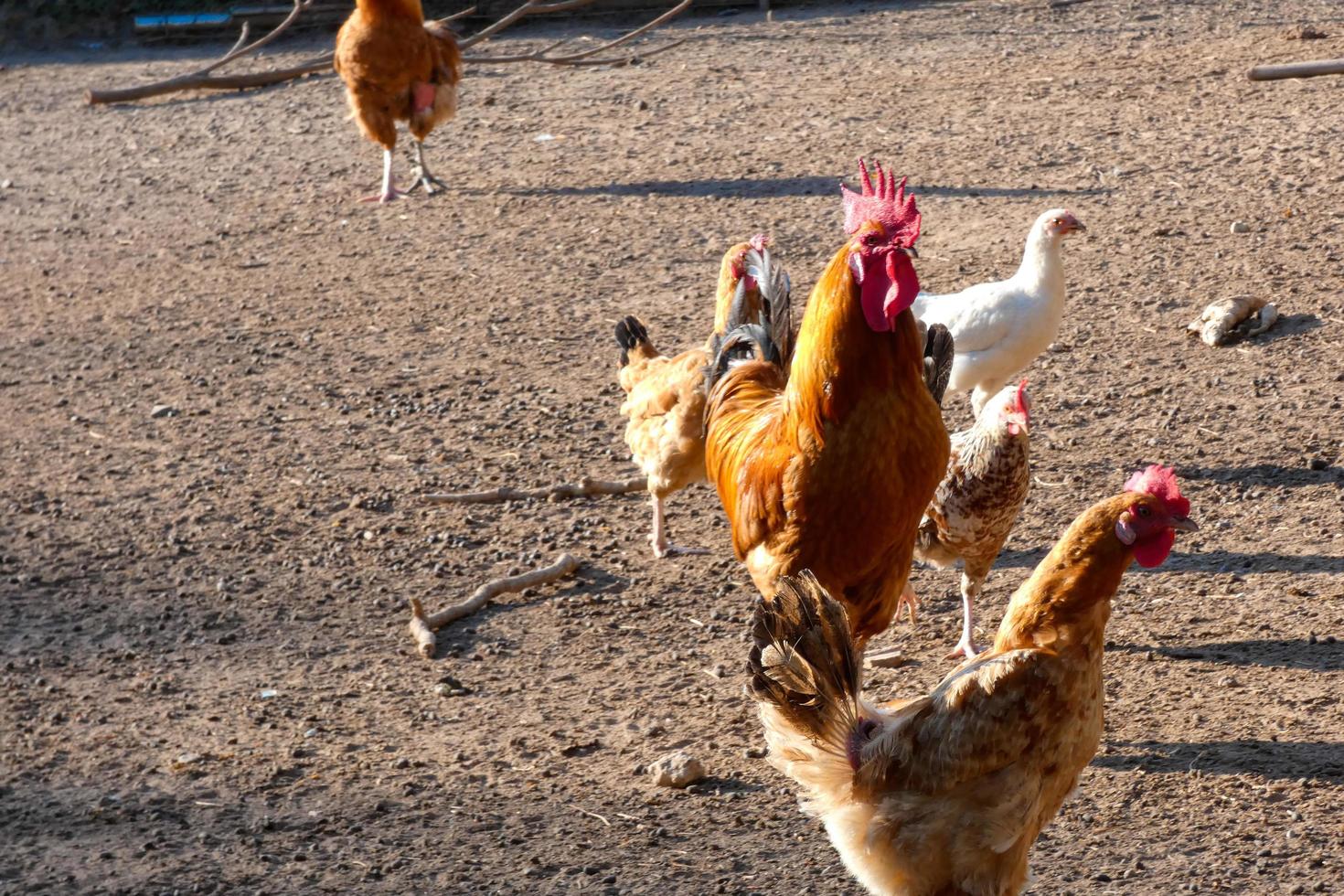 Free-range roosters and hens on a farm photo