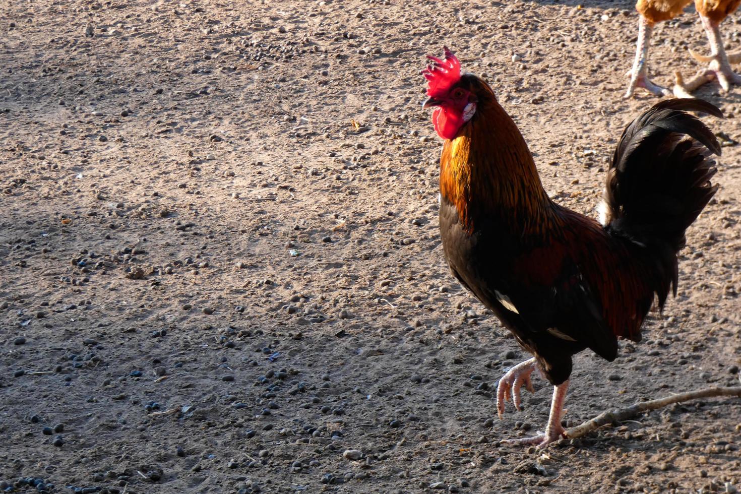 Free-range roosters and hens on a farm photo