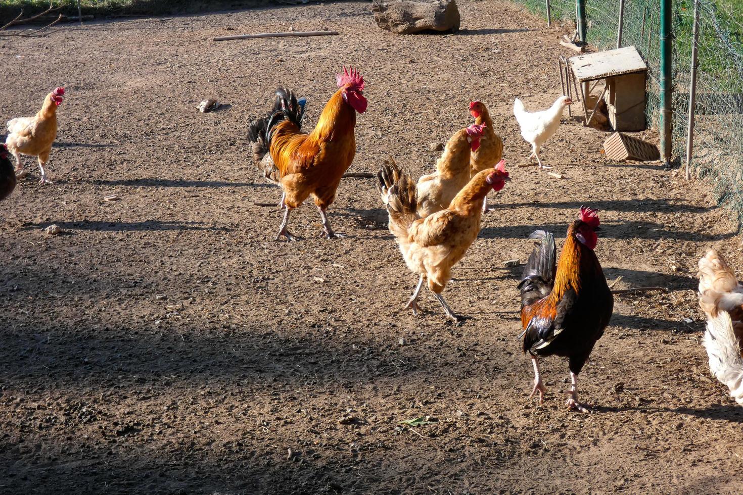 Free-range roosters and hens on a farm photo