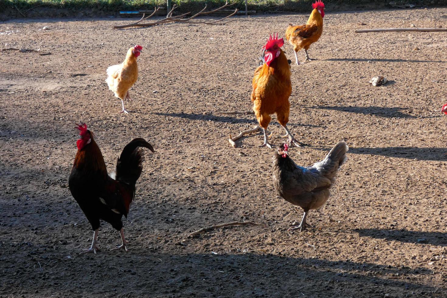 Free-range roosters and hens on a farm photo