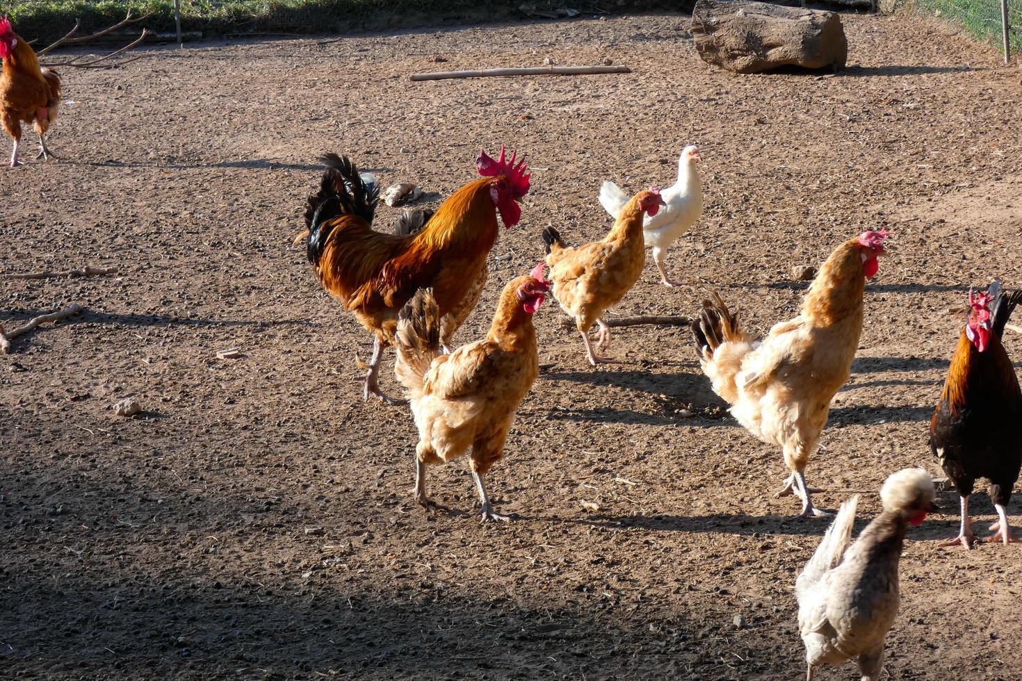 Free-range roosters and hens on a farm photo