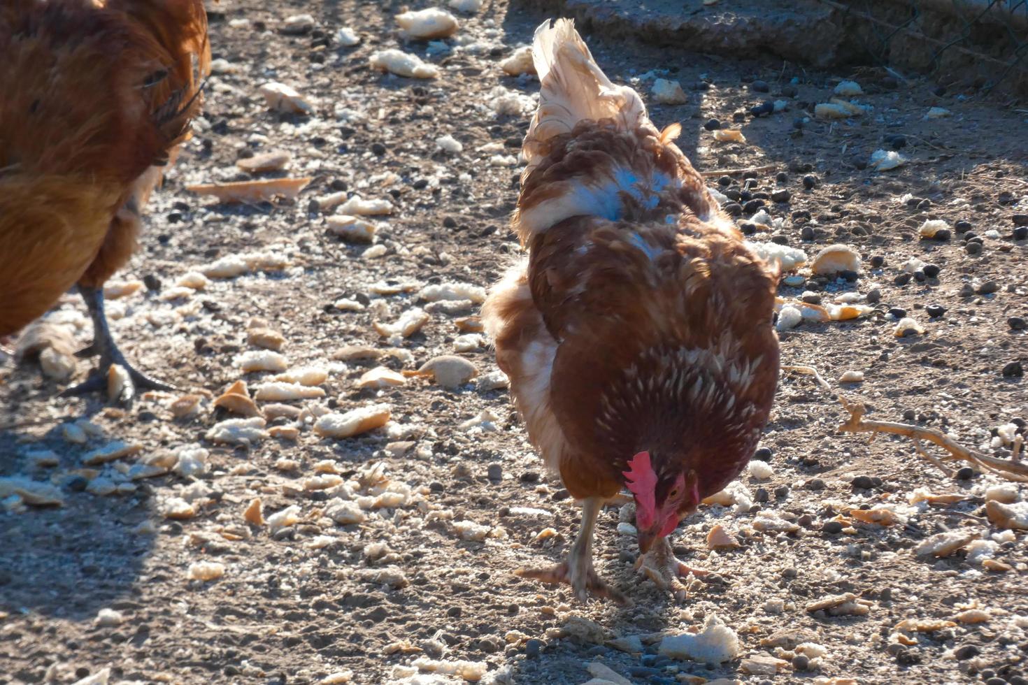 Free-range roosters and hens on a farm photo