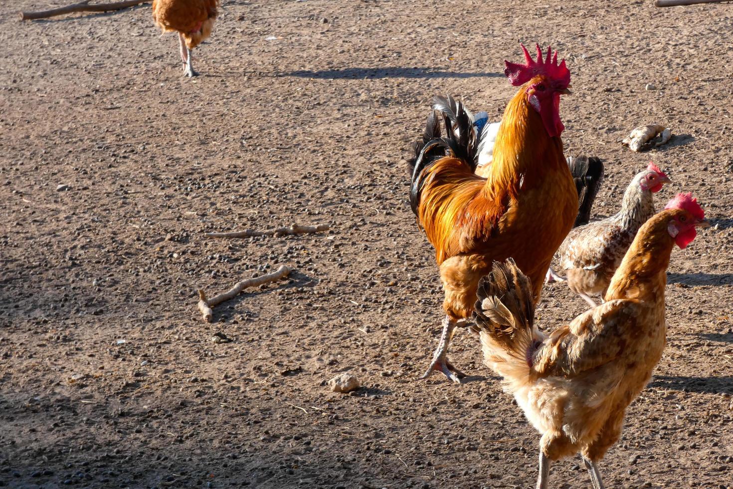 Free-range roosters and hens on a farm photo