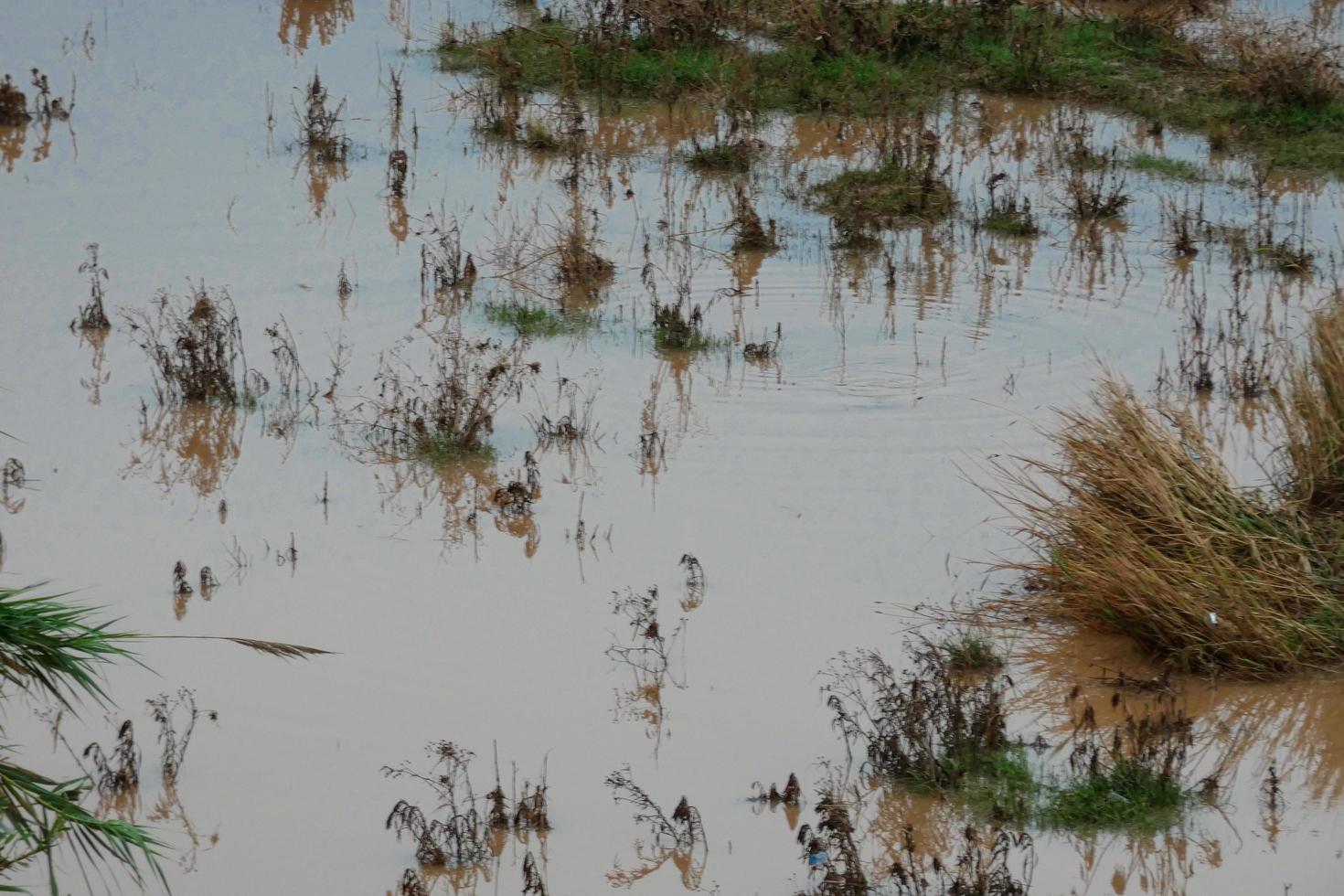 wetlands in the vicinity of a river photo