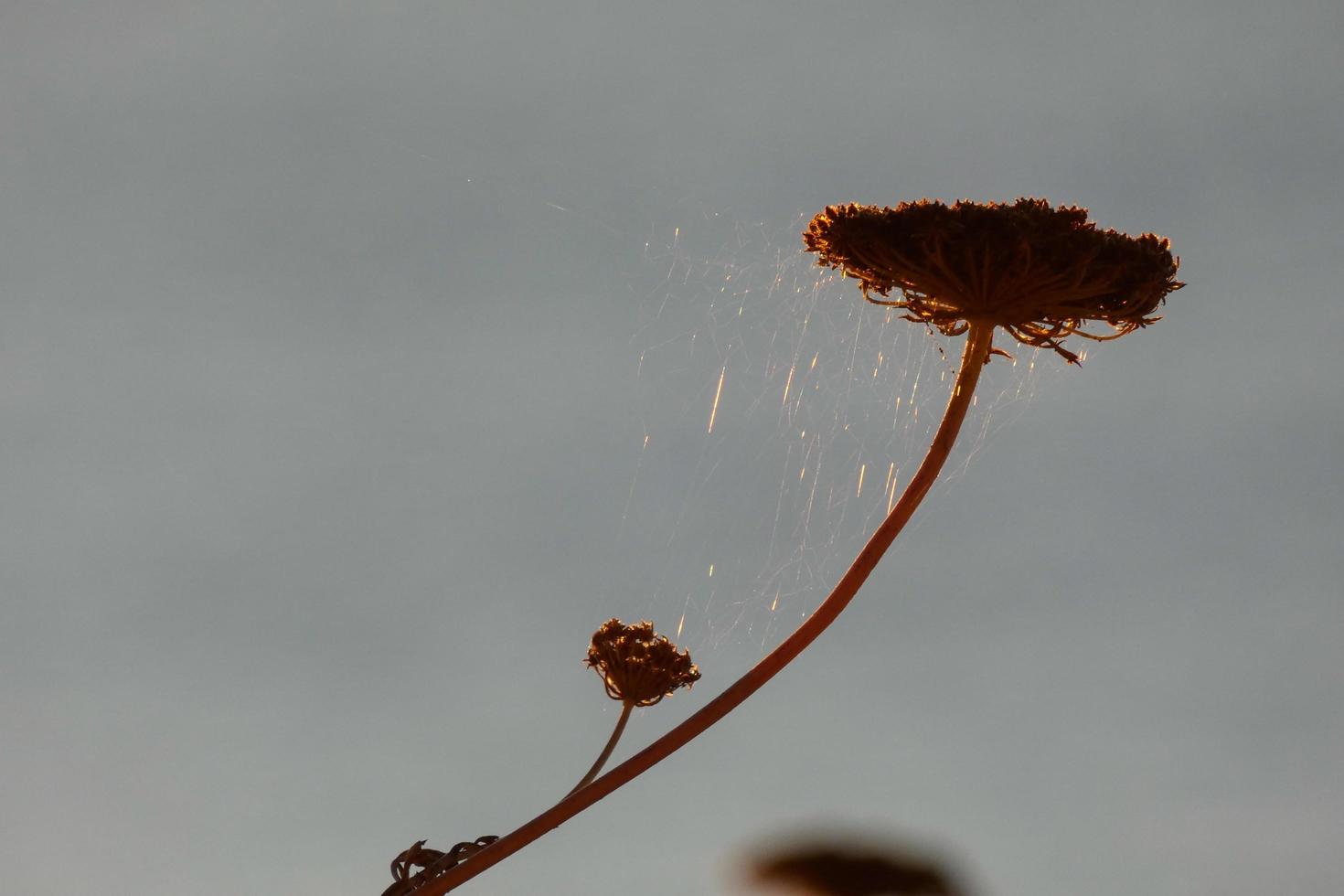 dried flowers on the catalan mediterranean coast, Spain photo