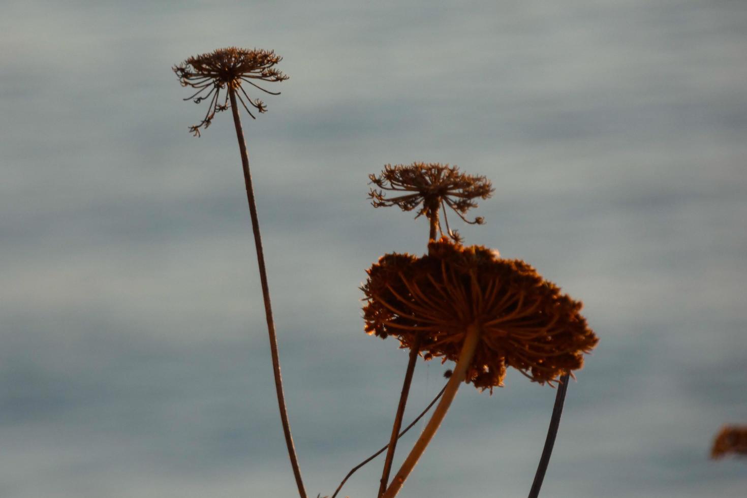 dried flowers on the catalan mediterranean coast, Spain photo