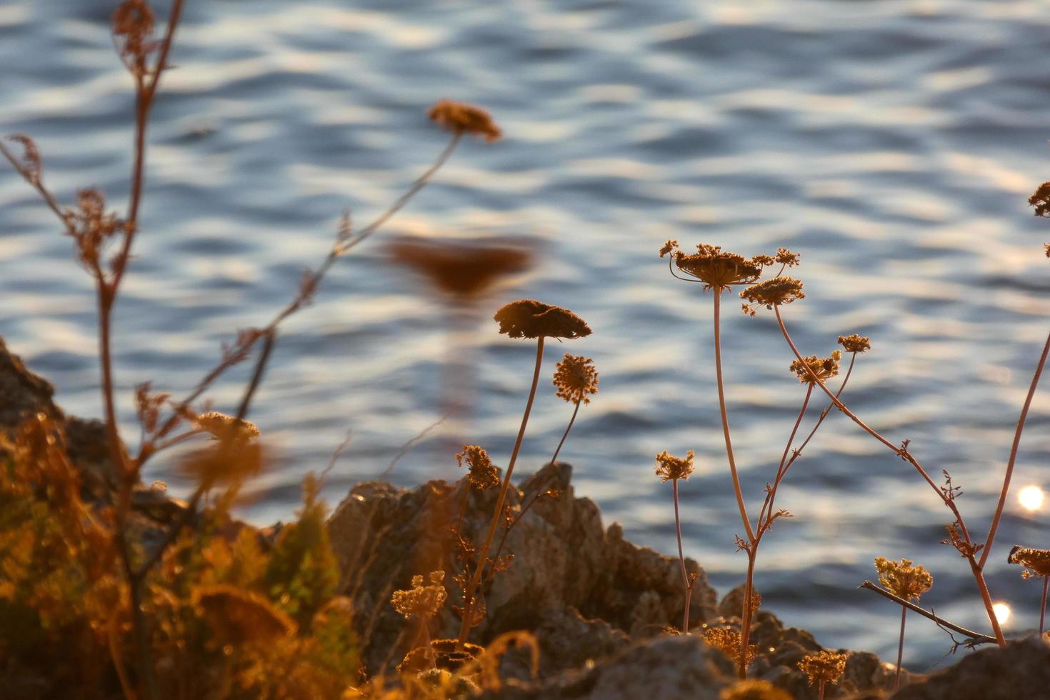 dried flowers on the catalan mediterranean coast, Spain photo