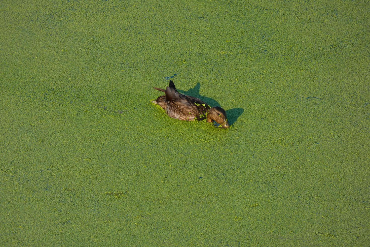 bird in a wet area near a river photo