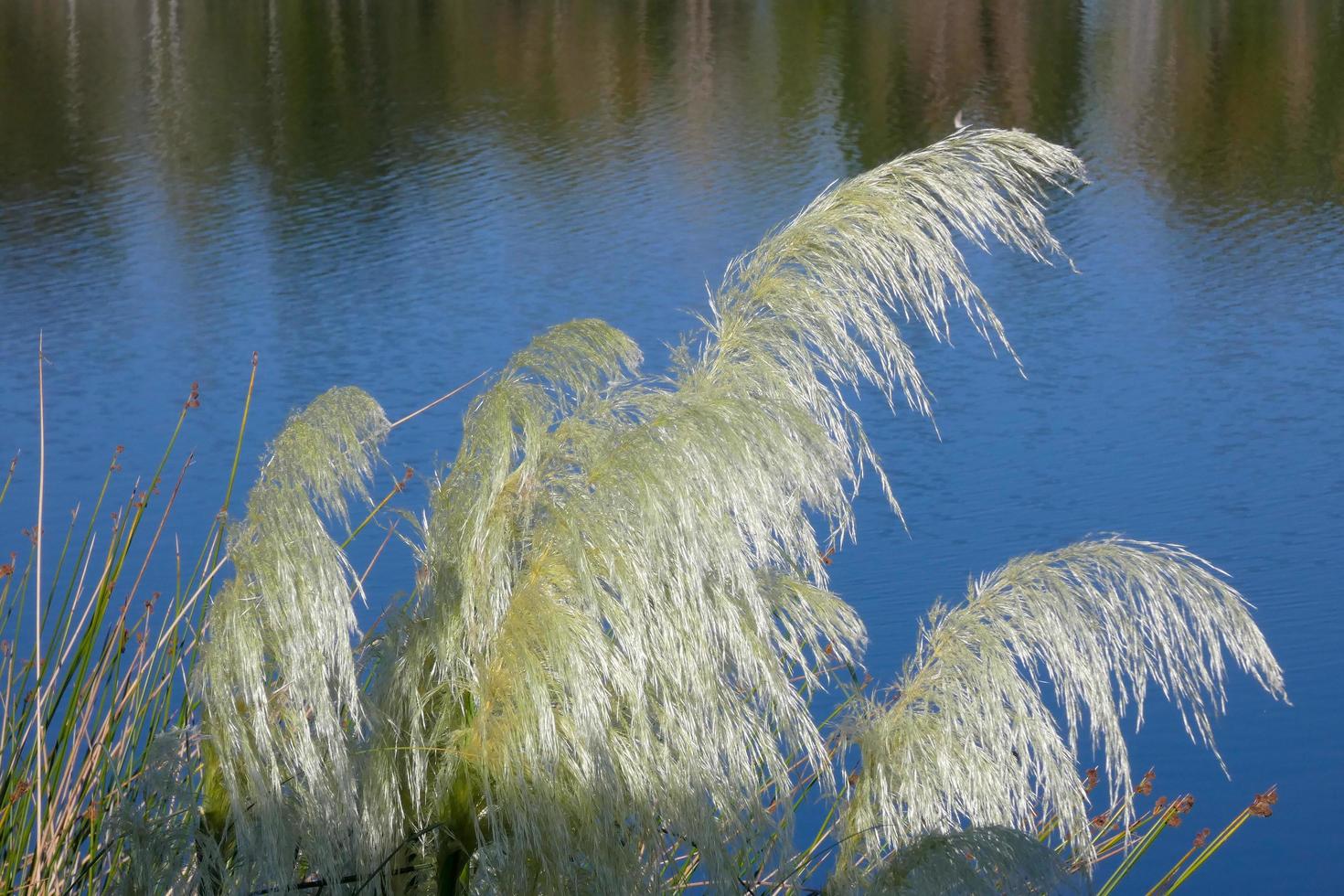 small freshwater lake photo