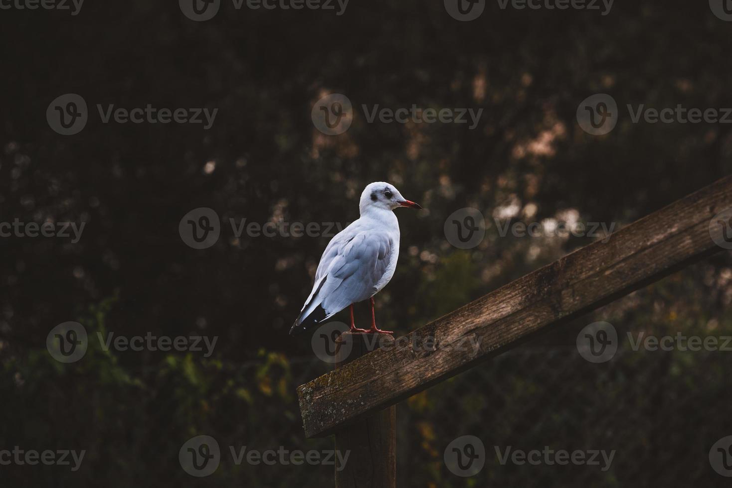 Bird resting in wooden fence photo