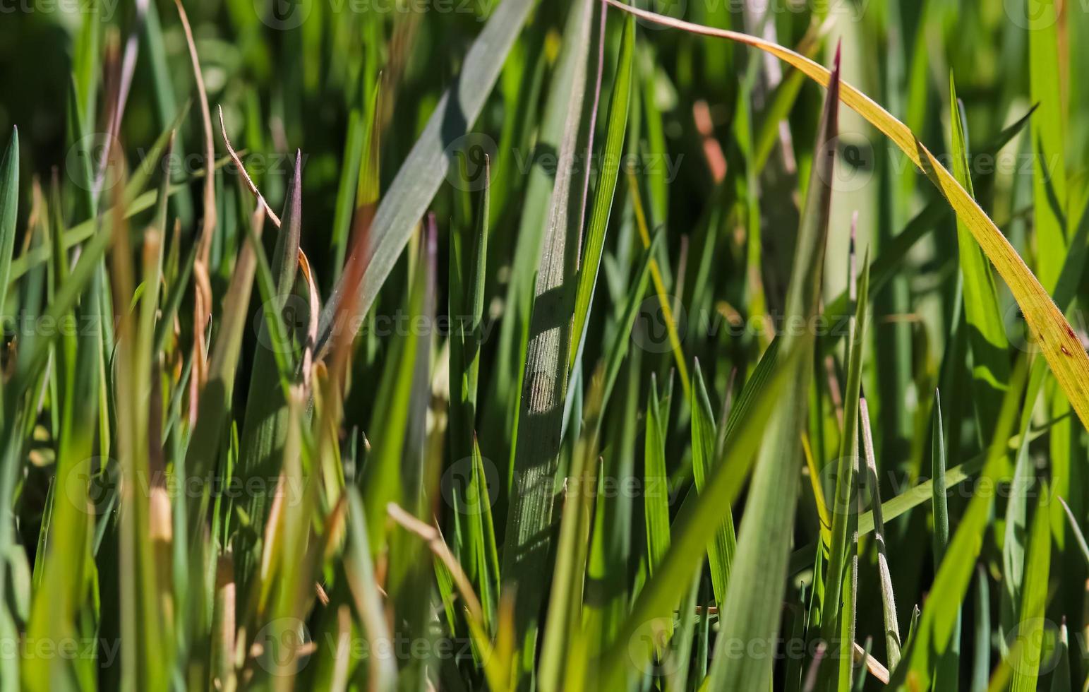Close up surface of green grass on a meadow on a sunny summer day. photo
