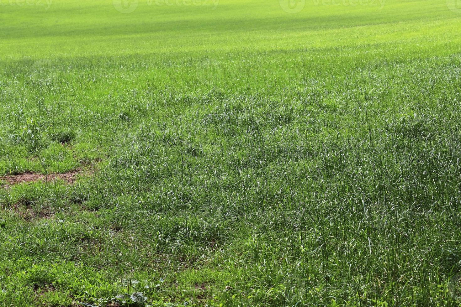 Close up surface of green grass on a meadow on a sunny summer day. photo